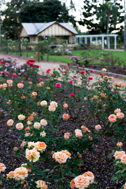 Newtown Park State Rose Garden - Stayed 2