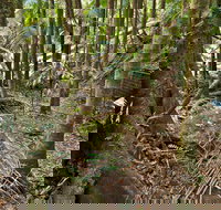 Palm Forest Walking Track - Stayed