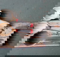 Phoenix Creations - Stayed