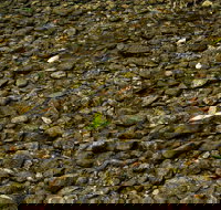 Potoroo Falls picnic area - Stays Accommodation
