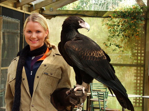 Raptor Domain - Stayed 0