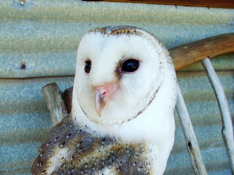 Raptor Domain - Stayed 1