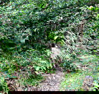 Seaforth Oval to Natural Bridge Track - Stayed