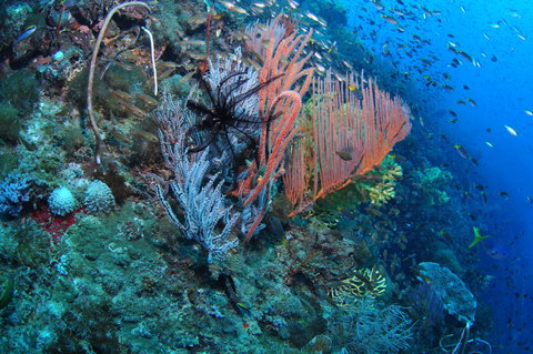 SS Yongala Dive Site - Stays Accommodation 1