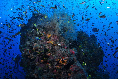 SS Yongala Dive Site - Stays Accommodation 2