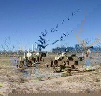 Sturt's tree walk - Stayed