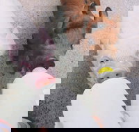 Swan Valley Cuddly Animal Farm - Stayed