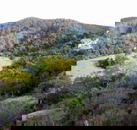 The Bellbird - Stayed