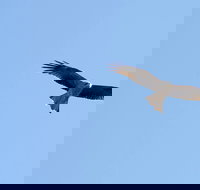 Yanga Lake Red Gum Bird Hide - Stayed