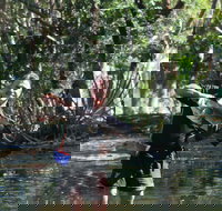 Barra Feeding - Stayed