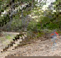 Cawleys Road trail - Stayed