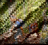 Devils Thumb Manjal Jimalji Trail - Stayed