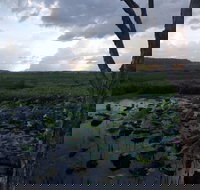 Fogg Dam Conservation Reserve - Stayed