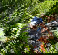 Georges Head - Stayed