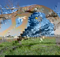 Greenough Leaning Trees - Stayed