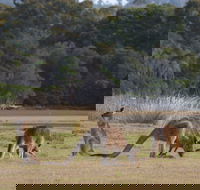 Great Nature Trail - Stayed