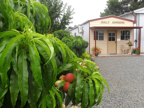 Gully Gardens - Stayed 0
