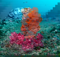 HMAS Brisbane Dive Site - Stayed