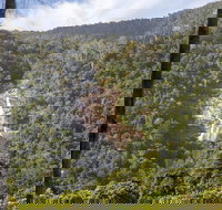 Kearneys Falls - Stayed