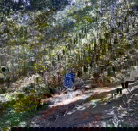 Lyrebird Circuit Walk - Stayed