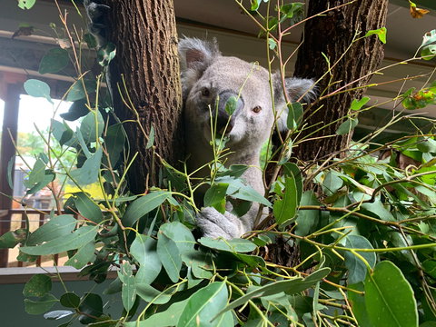 Macadamia Castle - Stayed 0