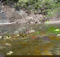 Mount Boss State Forest - Stayed