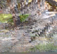 Nyah Vinifera Park - Stayed