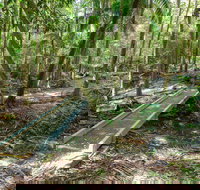 Old Bottlebutt - Stayed