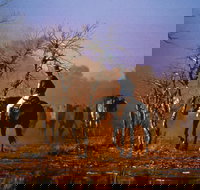 Outback Heritage and Coal Adventure - Stayed