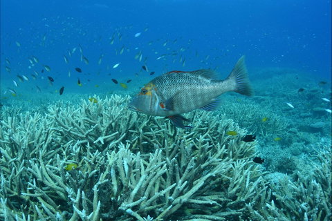 Pams Point - Stays Accommodation 1