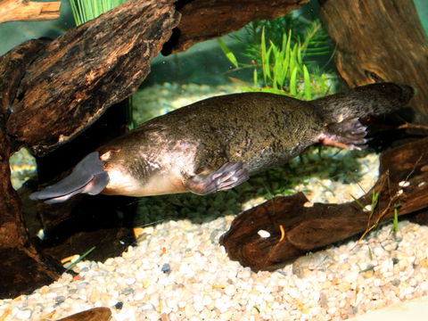 Platypus House - Stayed 0