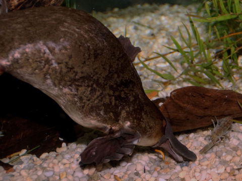 Platypus House - Stayed 1