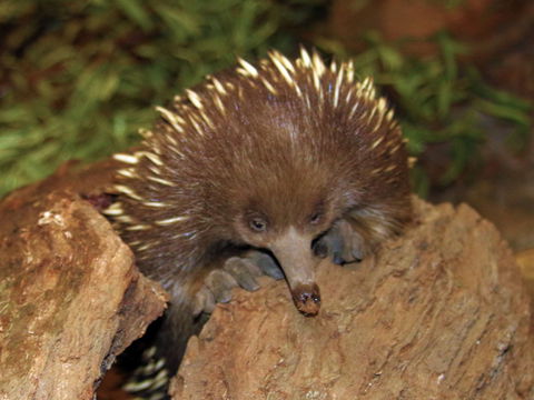 Platypus House - Stayed 2