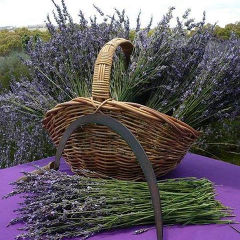 Rustique Lavender Farm - Stayed 0