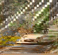 Scotsdale Tourist Drive - Stayed