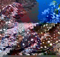 Smith Rock Dive Site - Stayed