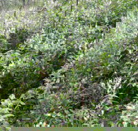 Snowgum Walking Track - Stayed