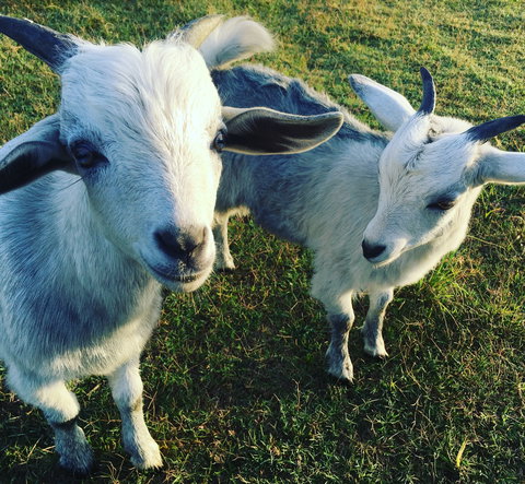 Splitters Farm - Stayed 0