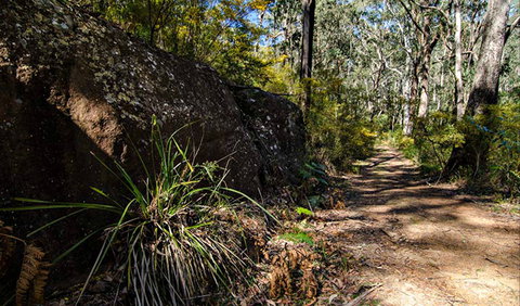 Starlights Trail - Stayed 0