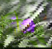 Swainsona Reserve - Stayed