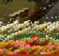 Tulip Top Gardens - Stayed