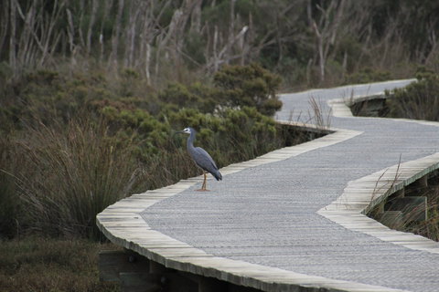 Warringine Park & Bittern Coastal Wetlands Boardwalk - Stayed 1