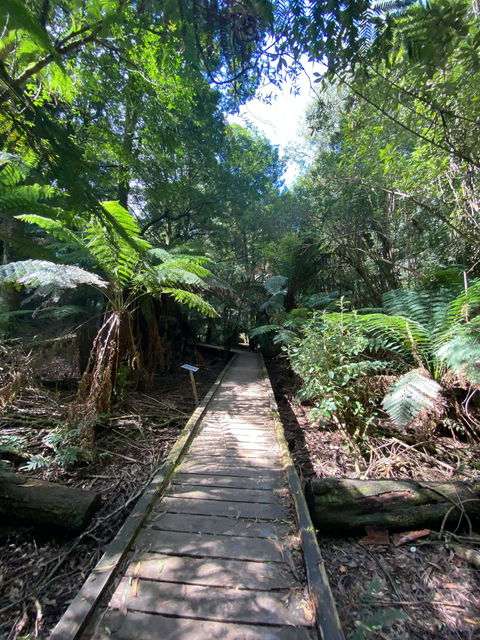 Wirrawilla Rainforest Walk - Stayed 0