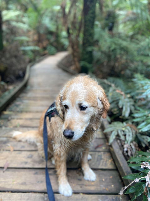 Wirrawilla Rainforest Walk - Stayed 1