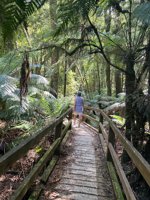 Wirrawilla Rainforest Walk - Stayed 2