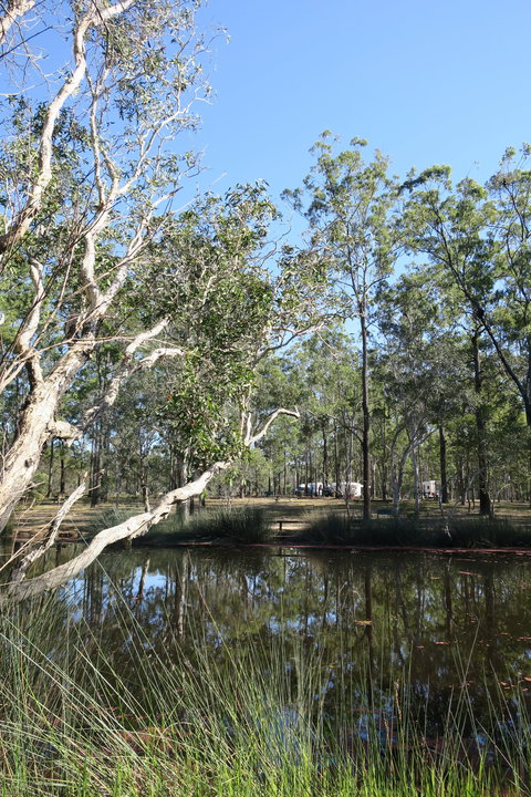 Wongi State Forest - Stayed 0