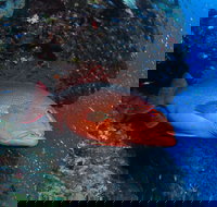 Anchor Bommie Dive Site - Stayed