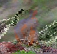 Arkaroola Wilderness Sanctuary - Stays Accommodation