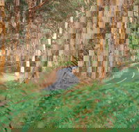 Boranup Karri Forest - Stayed