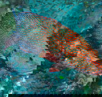 Cobia Hole Dive Site - Stayed